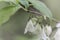 Flowers of a Carolina silverbell, Halesia carolina