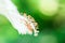 Flowers carpel nature soft focus closeup blur background pollen, Hibiscus pink and white flower