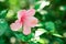 Flowers carpel nature soft focus closeup blur background pollen, Hibiscus pink and white flower