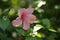 Flowers carpel nature soft focus closeup blur background pollen, Hibiscus pink and white flower