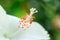 Flowers carpel nature soft focus closeup blur background pollen, Hibiscus pink and white flower
