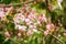 Flowers of Cassia bakeriana or common name Horse Cassia , Pink Cassia , Pink Shower or Wishing Tree