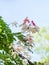 Flowers of Cassia bakeriana or common name Horse Cassia , Pink Cassia , Pink Shower or Wishing Tree