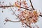 Flowers of Cassia bakeriana or common name Horse Cassia, Pink Shower or Wishing Tree.