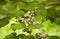 Flowers of catalpa among big green leaves. Closeup of white and maroon flowers blooming on a Golden Catalpa tree