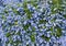 The flowers of the ceanothus shrub