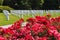 Flowers on cemetery