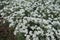 Flowers of Cerastium tomentosum in spring