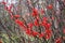 Flowers of Chaenomeles Japonica, in the park.