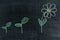 Flowers on a chalk board, seedling development