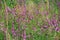 Flowers of Chamaenerion angustifolium blooming in summer field. Closeup