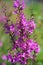 Flowers of Chamaenerion angustifolium blooming in summer field. Closeup