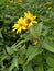 flowers of the chamomile garden largeflowered