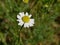 Flowers of chamomile in the meadow on a sunny day. The growth of medicinal plants in the natural environment. Raw materials for