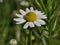 Flowers of chamomile in the meadow on a sunny day. The growth of medicinal plants in the natural environment. Raw materials for