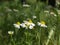 Flowers of chamomile in the meadow on a sunny day. The growth of medicinal plants in the natural environment. Raw materials for