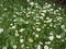 Flowers of chamomile in the meadow on a sunny day. The growth of medicinal plants in the natural environment. Raw materials for