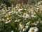 Flowers of chamomile in the meadow on a sunny day. The growth of medicinal plants in the natural environment. Raw materials for