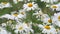 Flowers of chamomiles, chamomile garden