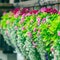 Flowers on The Chapel Bridge in Lucerne