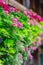 Flowers on The Chapel Bridge in Lucerne