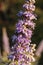 Flowers of chaste tree Vitex agnus-castus