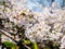 Flowers of the cherry blossoms close up on a spring day in seoul, South Korea.Blank space background on blue sky.