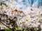 Flowers of the cherry blossoms close up on a spring day in seoul, South Korea.Blank space background on blue sky.