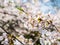 Flowers of the cherry blossoms close up on a spring day in seoul, South Korea.Blank space background on blue sky.