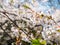 Flowers of the cherry blossoms close up on a spring day in seoul, South Korea.Blank space background on blue sky.