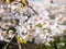 Flowers of the cherry blossoms close up on a spring day in seoul, South Korea.Blank space background on blue sky.