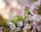 Flowers of the cherry blossoms on a spring day