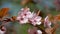 Flowers of cherry plum