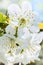 Flowers of the cherry tree, backlit, macro