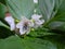 Flowers on chili plants that are in bloom and are in the process of pollination