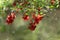 Flowers chilling red tree