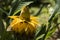 Flowers of Chinese golden dwarf banana