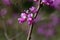 Flowers of a Chinese redbud, Cercis chinensis