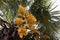 Flowers of a Chinese windmill palm