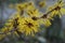 Flowers of Chinese witch hazel