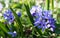 Flowers of Chionodox Lucilia - Scilla Luciliae