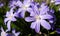 Flowers of Chionodox Lucilia - Scilla Luciliae