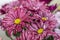 Flowers Chrysanthemums Artist pink pink Artist close-up