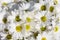 Flowers Chrysanthemums white closeup