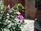 Flowers of the church, Leymebamba, Chachapoyas, Amazonas, Peru, South America