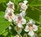 Flowers of a Cigar tree