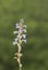 Flowers of cilicia broomrape
