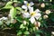 Flowers of Clematis montana growing along a fence