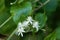 Flowers of Clematis vitalba.