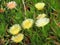 Flowers on the cliffs of Cabo da Roca Cape Roca in Sintra. The most western point of Europe.